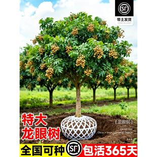 龙眼树苖嫁接水果树苗储良石硖桂圆盆栽南方四季种植地栽当年结果