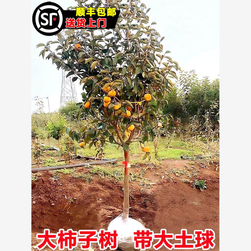 柿子苗树脆甜黑磨盘火晶红灯笼庭院果树南北方种植特大柿子树果苗