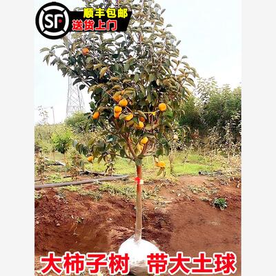 柿子苗树脆甜黑磨盘火晶