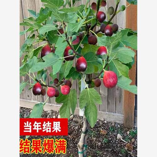 无花果树果苗四季种植特
