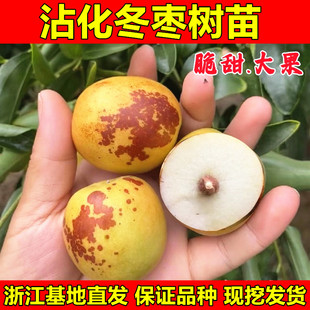 正宗沾化冬枣苗 嫁接枣树苗 沾化冬枣树苗 二代冬枣南方北方种植
