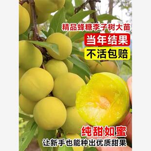 特大蜂糖李子树苗三华脱骨清脆李果苗盆栽地栽南北方种植西梅树苗