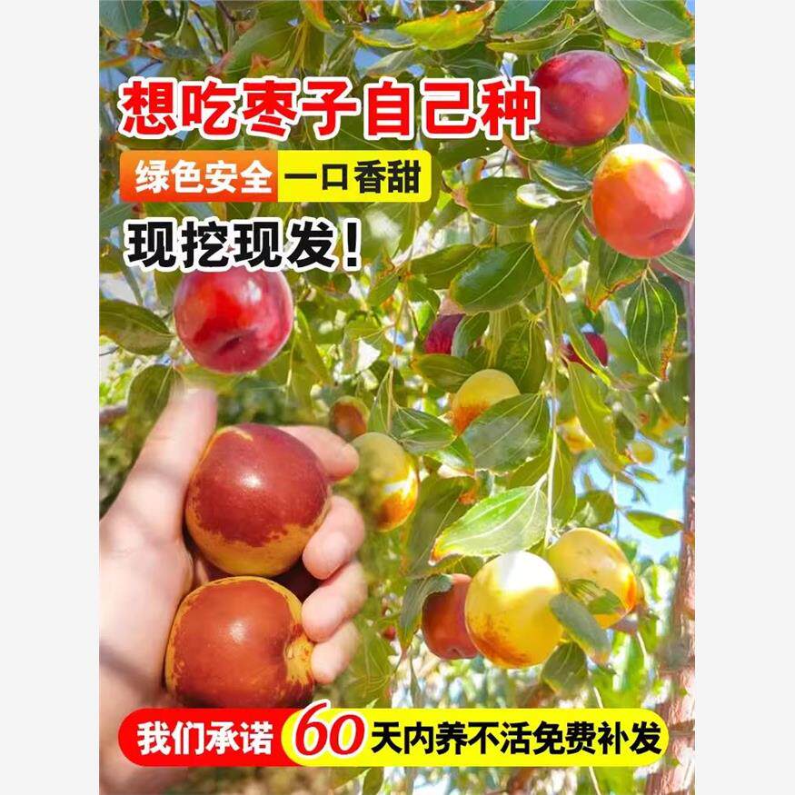 枣树活苗嫁接冬枣地栽果树果苗当年结果北方南方大枣超甜特大庭院