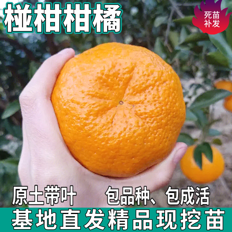 椪柑柑橘树苗南北方地栽嫁接甜桔子盆栽种植耐寒橘子苗树当年结果