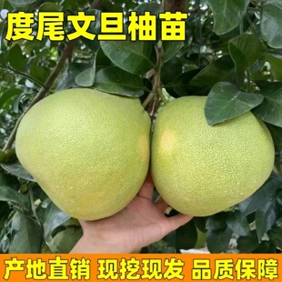 柚子树苗度尾文旦柚子树苗南北方庭院种植果树嫁接苗现挖现发树苗