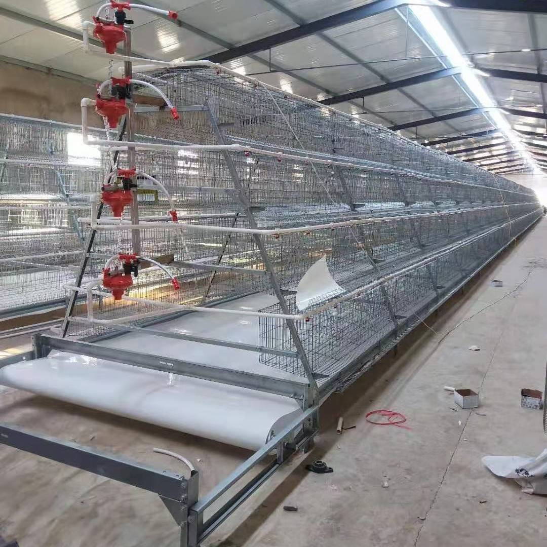 养鸡阶梯蛋鸡笼铁丝笼传送带自动清粪鸡食槽自动饮水养殖设备