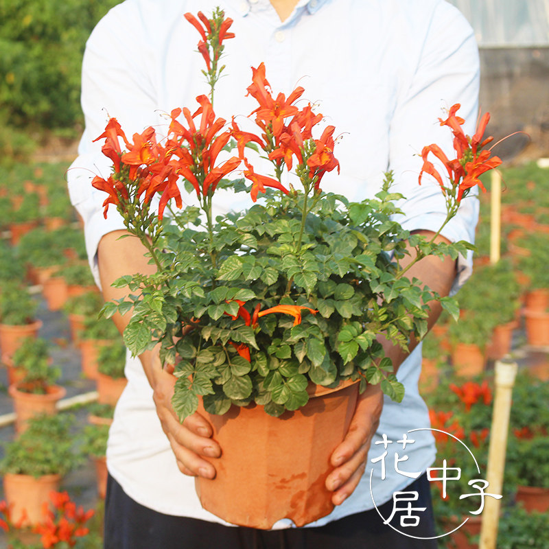 四季凌霄盆栽硬骨凌霄花苗庭院盆栽花卉紫云藤南非凌霄苗四季开花
