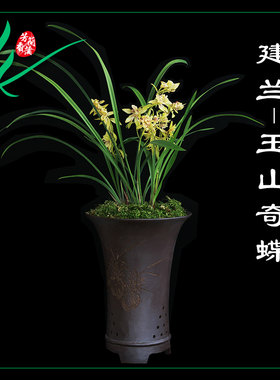 建兰兰花四季玉山奇蝶浓香花卉景栽盆土绿植带草植物花苞苗名贵兰