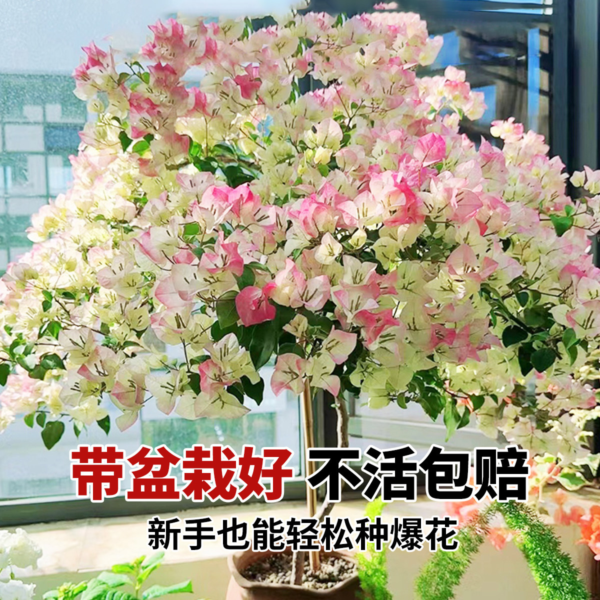 三角梅盆栽带花漳红樱老桩苗爬藤植物室内外庭院阳台耐寒四季开花,鲜花速递/花卉仿真/绿植园艺,时令草本花卉,淘宝优惠券,粉丝福利购,淘宝优惠卷