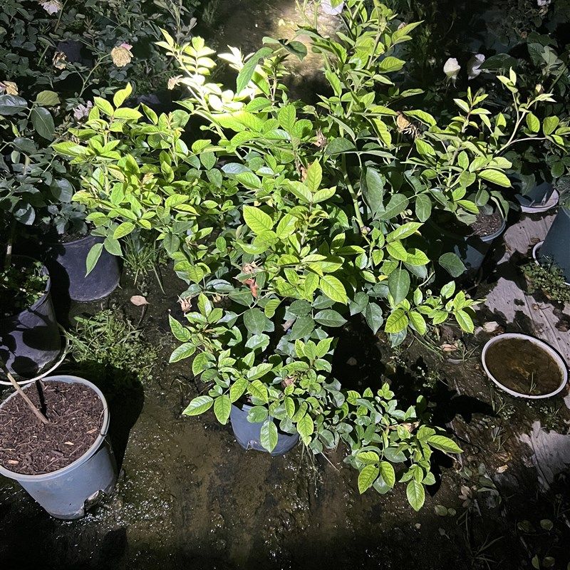 一加仑 白色藤本藤冰山 原盆原土发货,鲜花速递/花卉仿真/绿植园艺,月季/蔷薇/玫瑰,淘宝优惠券,粉丝福利购,淘宝优惠卷