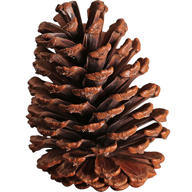 【硕果累累】超大野生松果松塔 原始纯天然干花装饰摆件 风水摆设