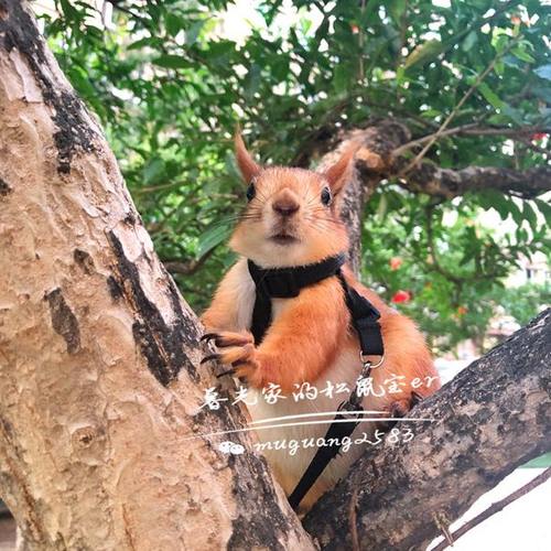 松飞花枝土拨鼠外出携带牵引绳牢固小宠物用品可调节大小分体耐用