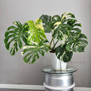 洒金龟背竹白锦龟背竹锦化植物室内盆栽绿植客厅北欧热植网红好养