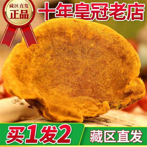45+年西藏直发野生桑黄灵芝正品西藏小努13年专注桑黄一斤共500g