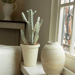 诗与自然 白龙骨仙o人掌沙生植物盆栽盆景北欧小众ins风绿植