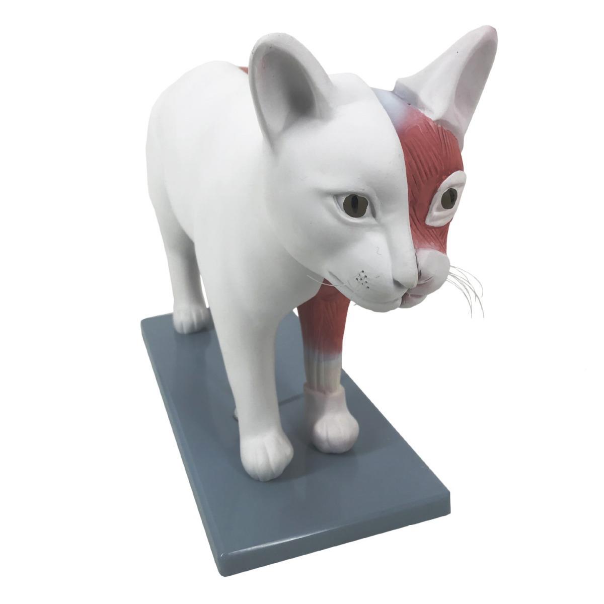 动物骨骼模型狗犬头骨牙齿耳朵皮肤猫骨架解剖科模型展教19学示用