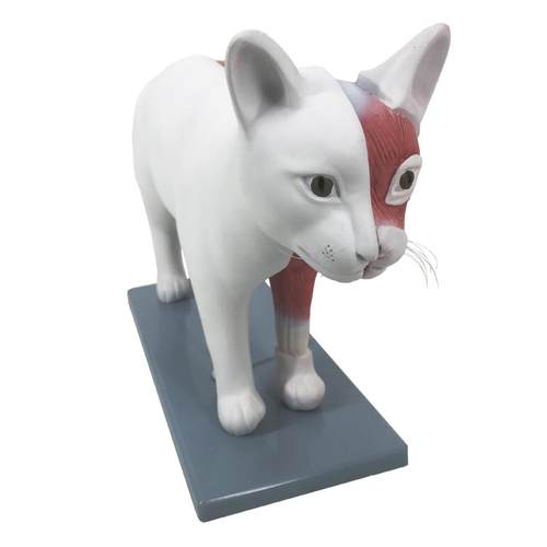 动物骨骼模型狗犬头骨牙齿耳朵皮肤猫骨架解剖科模型展教19学示用