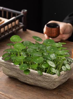 石仿头水培瓷器皿长方形草陶花盆养铜钱碗莲睡莲盆缸盆栽盆FS7478