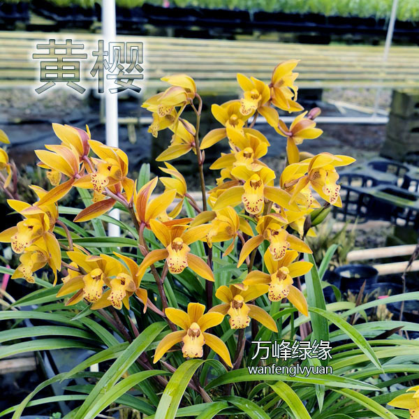 绿缘兰花苗 黄樱 四o季兰杂交兰清香新手好养室内绿植盆栽原盆土