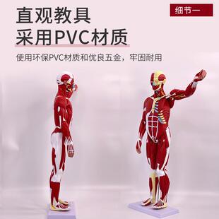 人体全身肌肉肉剖解剖附955内脏模型胸腹腔脏器解模型80CM肌人模