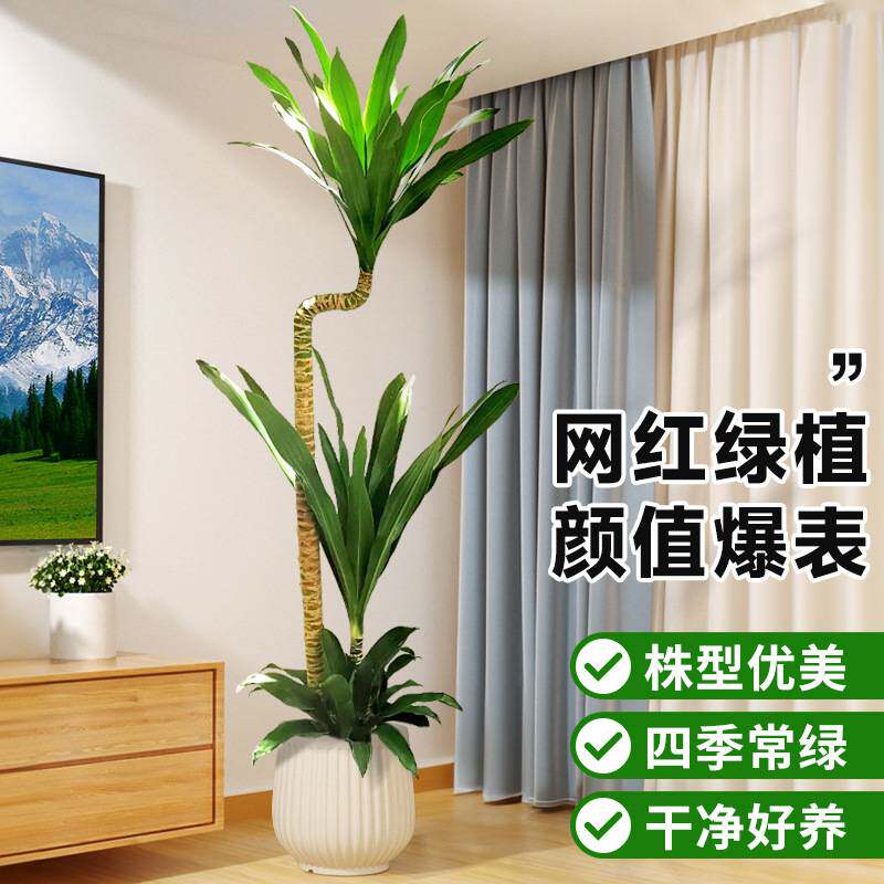 荷花铁美人客厅绿植荷兰铁盆栽龙血树室内大型植物四季好养活禄植