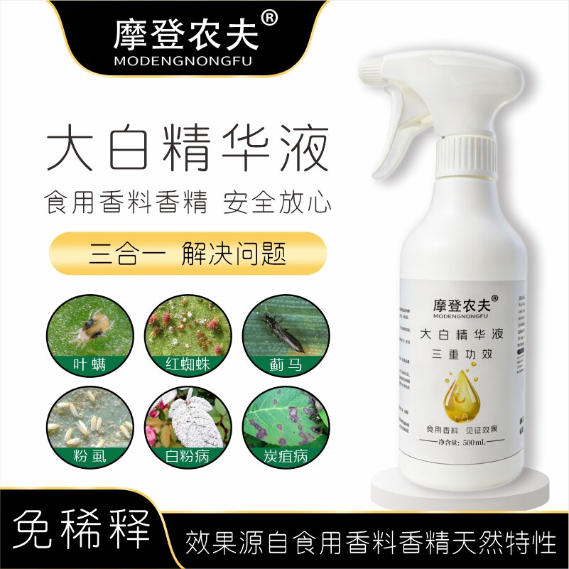摩登农夫大白月季玫瑰养护食用香辛料提取原料幼宠超安全