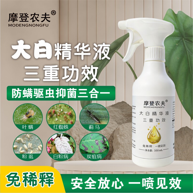 摩登农夫大白月季玫瑰养护食用香辛料提取原料幼宠超安全