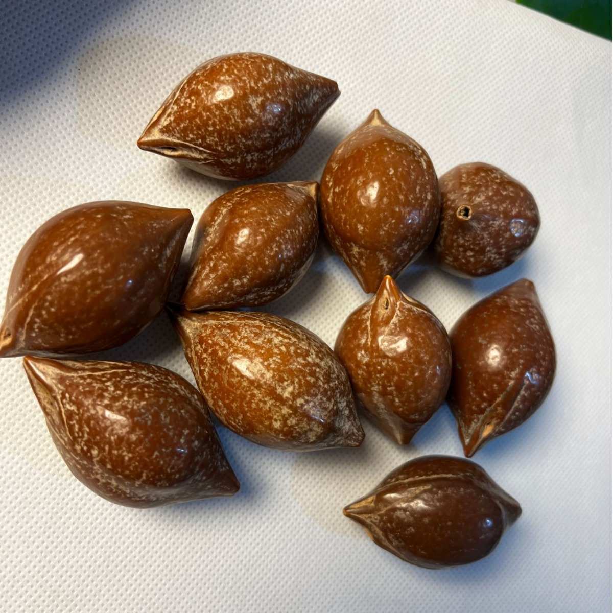 印尼巴西大橄榄核 原料原籽散珠按斤出售厂家