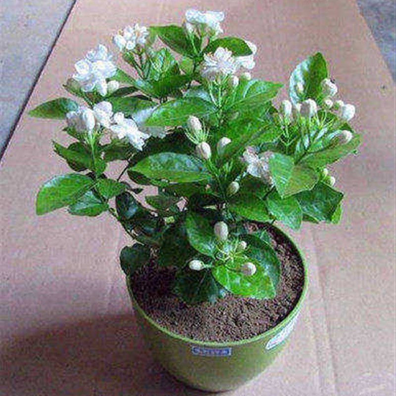 虎头茉莉 茉莉花盆栽双瓣重瓣茉莉花苗 双色茉莉花新手易养活包邮