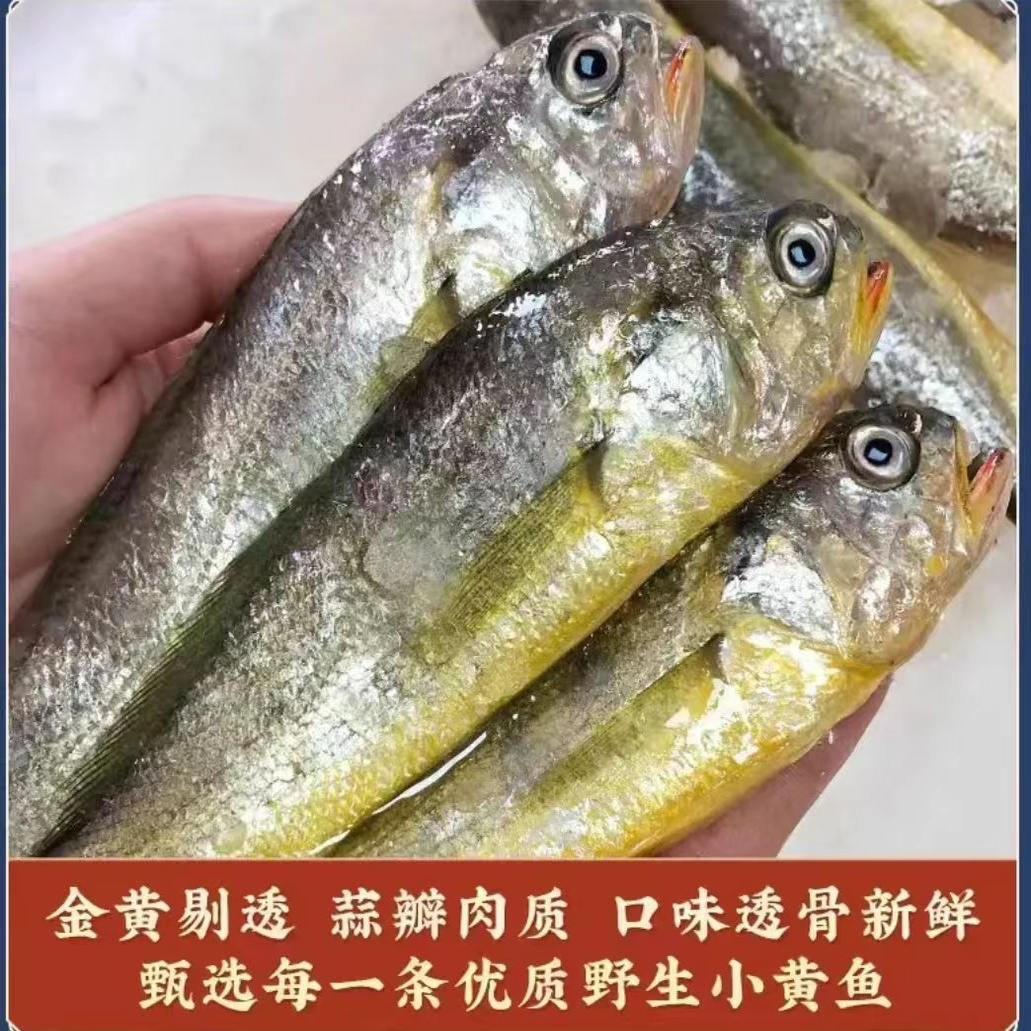 江浙沪鲜发细鳞东海纯野生黄鱼深海鱼8两—1斤/条装
