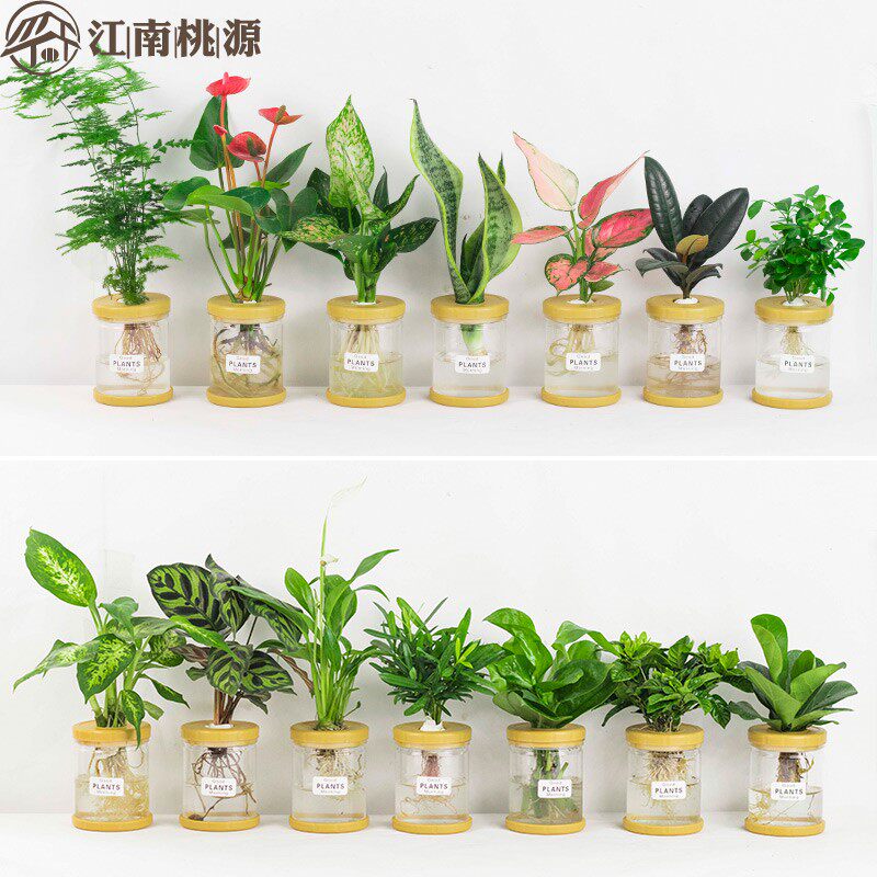 放在适合摆在电视柜上的花办公桌花卉小绿植四季好养多肉水培盆栽