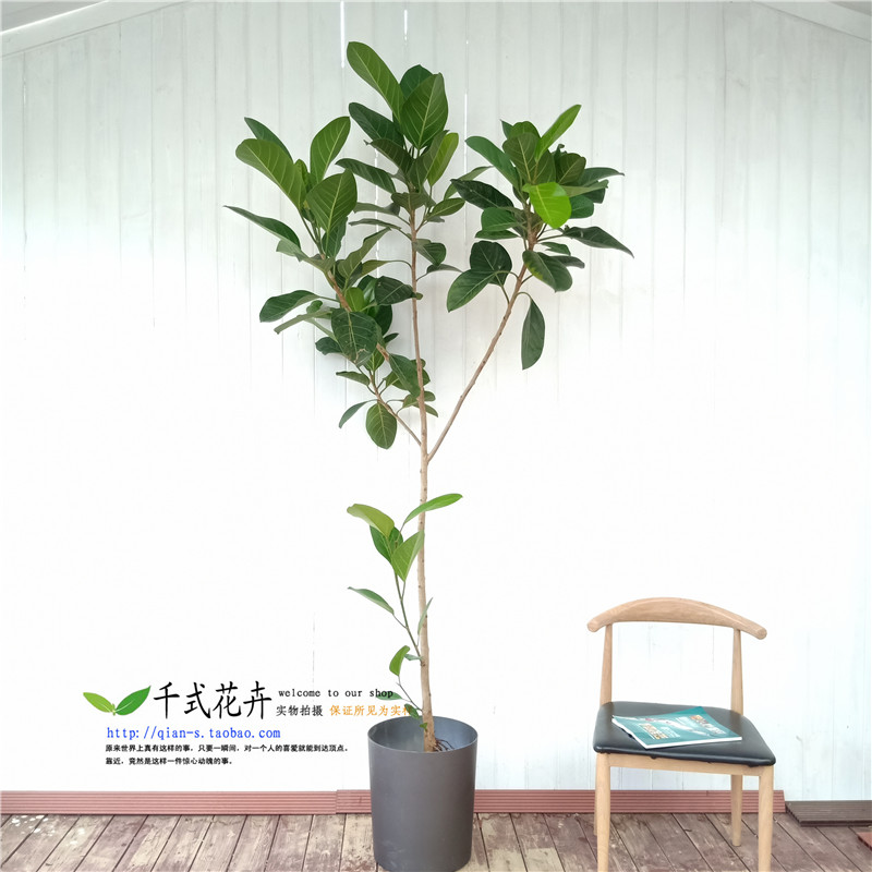 南宁千式花卉大绿叶高山榕树室内植物盆栽绿植S耐阴大型客厅观叶