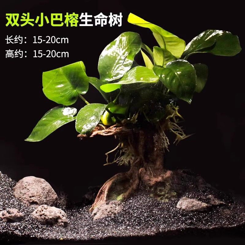鱼缸造景沉木水草大叶水榕水培植物阴性真草全套大缸榕树装饰绿植