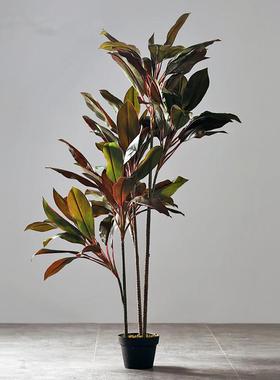 北欧简约落地盆景摆件家居客厅服装店办公室软装饰品秋红铁树绿植