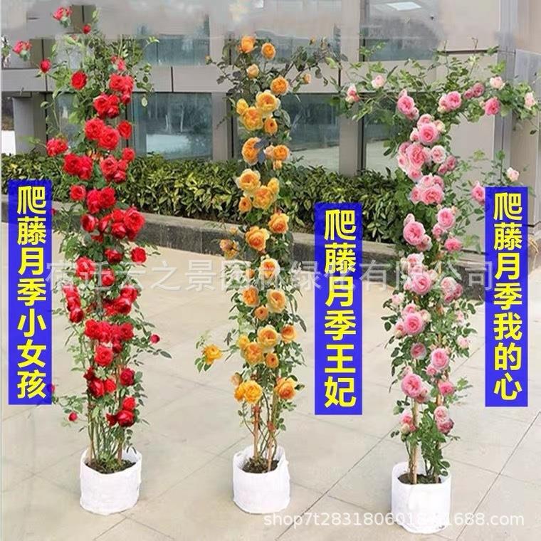 藤本月季特大浓香庭院爬藤植物花卉盆栽阳台爬墙四季蔷薇花拱门花