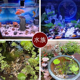 压盆石花盆铺底南京雨花石原石天然大颗鹅卵石子鱼缸花盆石头精品