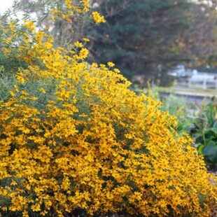 芳香万寿菊盆栽香草植物可食用泡茶阳台庭院驱蚊耐寒净化空气包邮