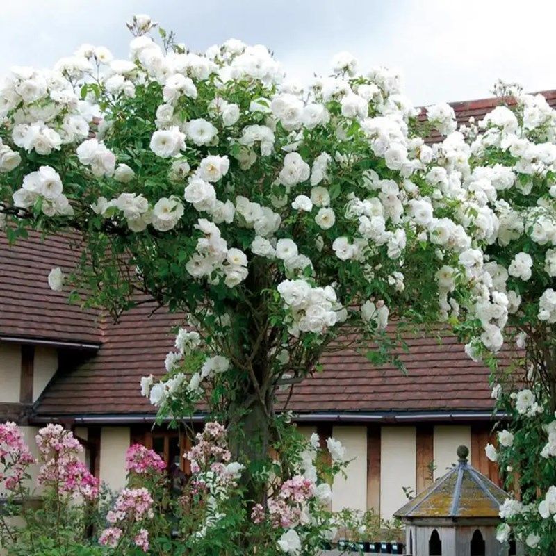 超新品藤冰山白色月季花苗浪漫大型藤本阳台庭院四季爬藤蔷薇玫瑰,鲜花速递/花卉仿真/绿植园艺,月季/蔷薇/玫瑰,淘宝优惠券,粉丝福利购,淘宝优惠卷