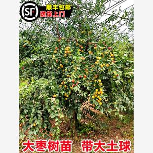 特大枣树活苗带土球老桩脆甜沾化冬枣庭院果树盆栽地栽金丝枣树苗