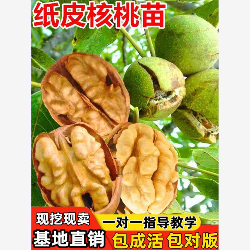 纸皮核桃树苗果苗新疆185图片