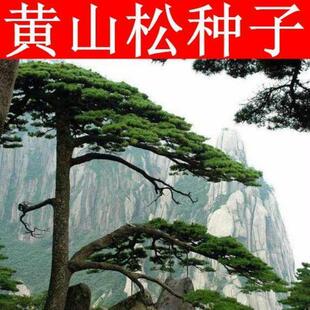 黄山松树种子 新采黄山松种子 别名迎客松 四季常青 天日松短叶松