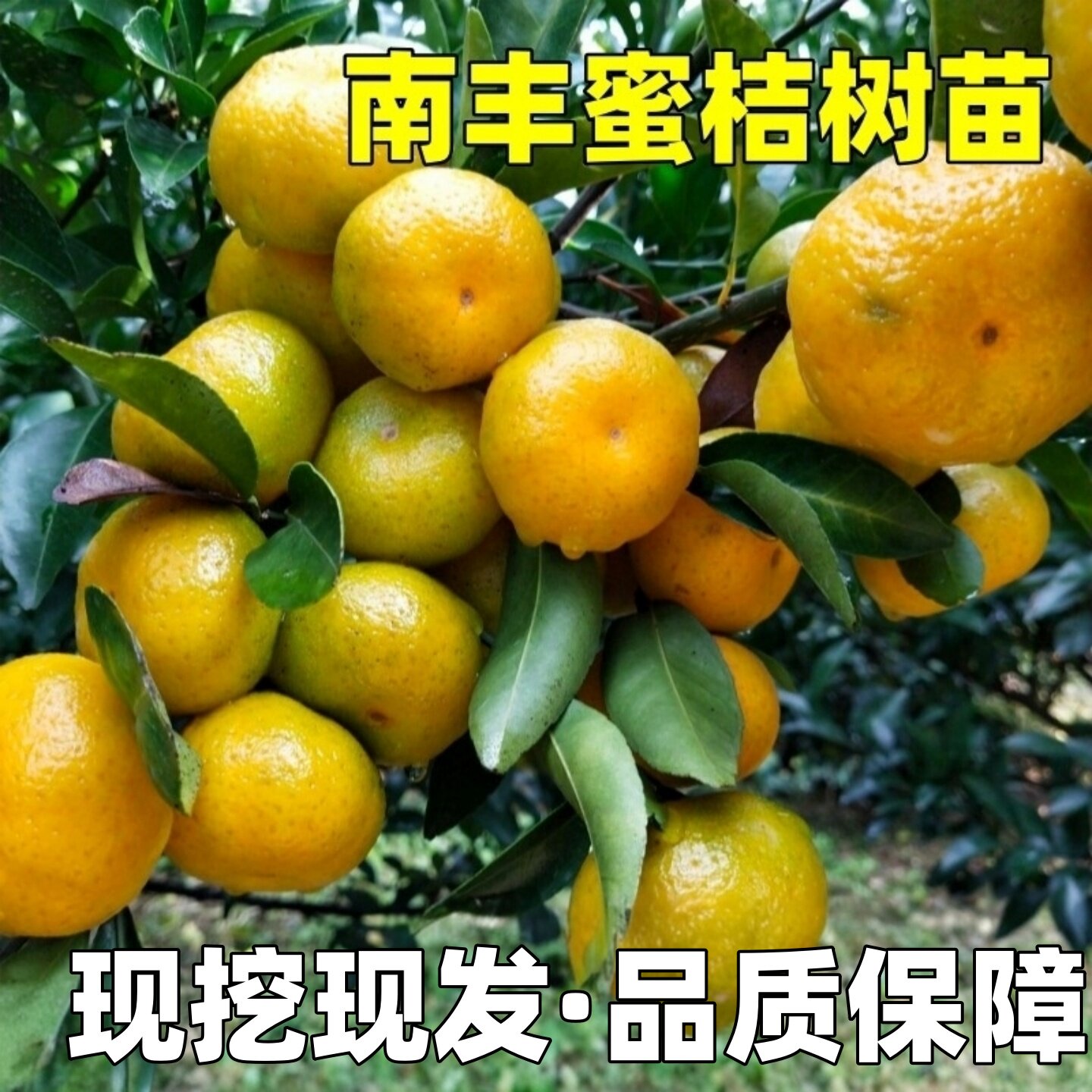 桔子树苗南丰蜜桔树苗早熟桔子苗庭院阳台盆栽地栽蜜橘苗橘子树苗