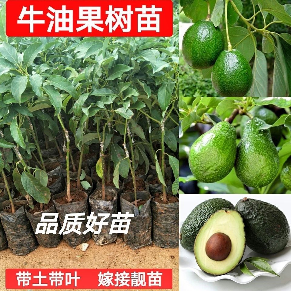 牛油果树苗哈斯牛油果嫁接果树苗营养杯苗带土带叶鲜活果苗水果苗