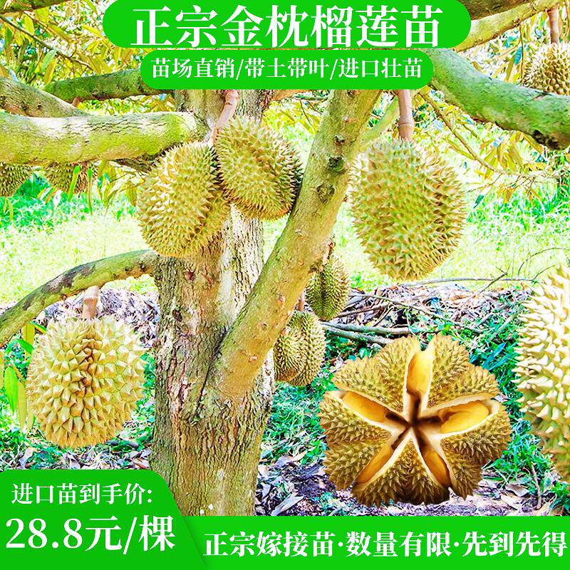 榴莲树果苗嫁接金枕猫山王榴莲苗南方盆栽地栽当年结果黑刺榴莲苗