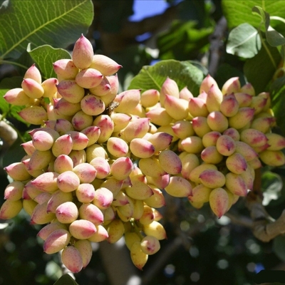 开心果苗南北方种植树苗