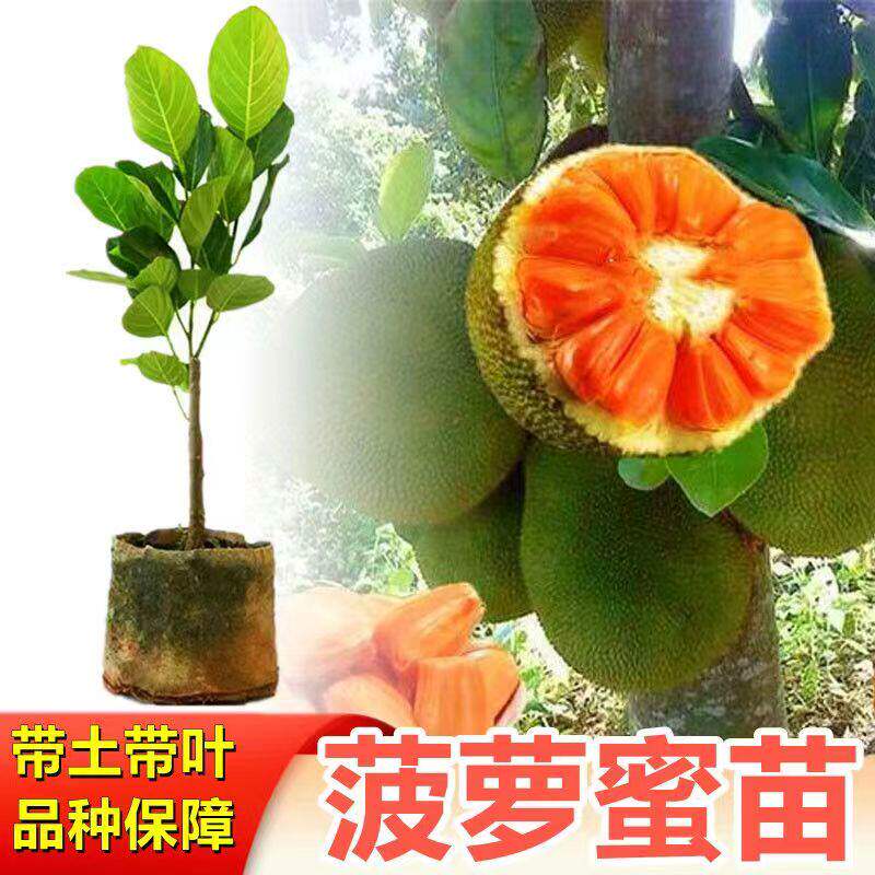 新品种红肉菠萝蜜果树苗印尼红肉