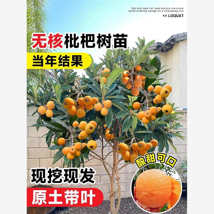 正宗枇杷树苗特大号白玉图片