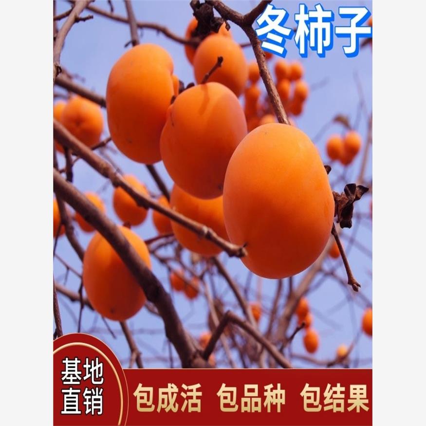 冬柿子树苗盆栽地载嫁接苗南北方种植耐寒特大树庭院四季当年结果