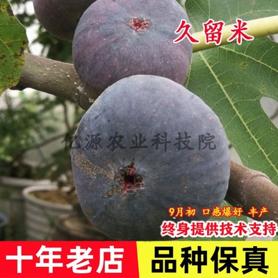 久留米无花果树苗矮化盆
