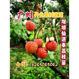 广州特大嫁接荔枝果树苗名贵增城挂绿荔枝树苗仙进奉荔枝树苗